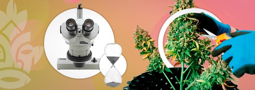 Wees Geduldig En Oogst Je Cannabisplanten Niet Te Vroeg